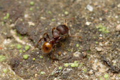 Pheidole longiceps doddi