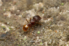 Pheidole longiceps doddi