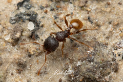 Pheidole longiceps doddi