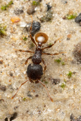 Pheidole longiceps doddi
