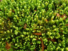 Odontoschisma denudatum