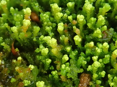 Odontoschisma denudatum