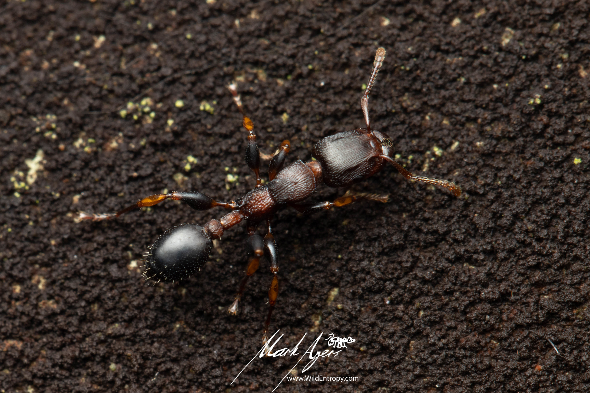 Podomyrma densestrigosa