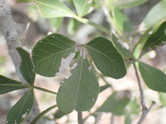 Searsia pterota