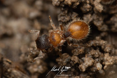 Meranoplus froggatti