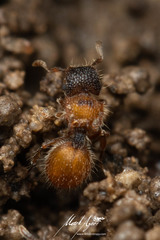 Meranoplus froggatti