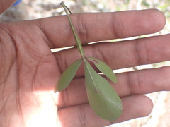 Searsia pterota