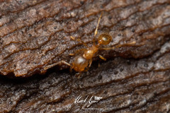 Pheidole rugosula
