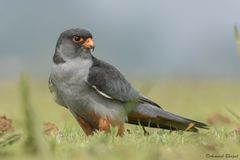 Falco amurensis