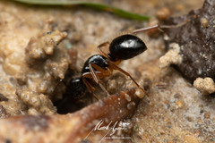 Camponotus lownei