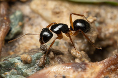 Camponotus lownei