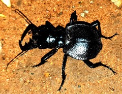 Manticora scabra