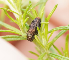 Diphucrania pauperula