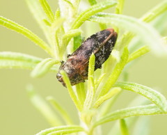 Diphucrania pauperula