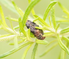 Diphucrania pauperula