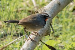 Calliope pectoralis