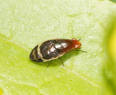 Depressa striatipennis