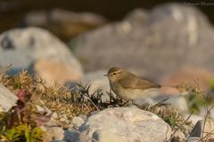 Phylloscopus sindianus