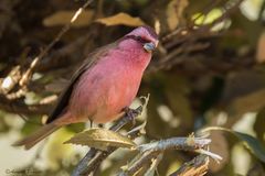 Carpodacus rodochroa