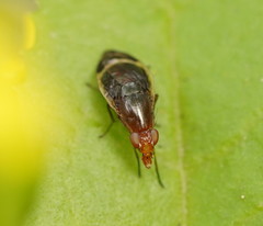 Depressa striatipennis