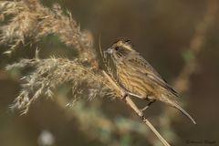 Carpodacus rodochroa