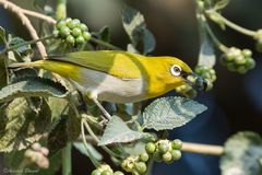 Zosterops palpebrosus