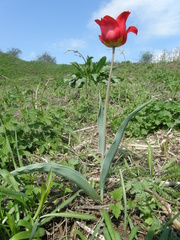 Tulipa suaveolens