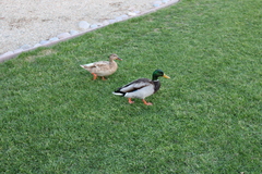 Anas platyrhynchos