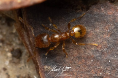 Pheidole rugosula