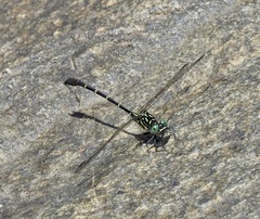 Hemigomphus theischingeri