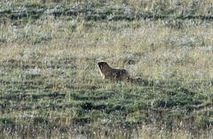 Marmota baibacina