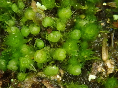 Isopaches bicrenatus