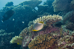 Chaetodon xanthocephalus