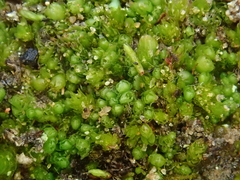 Isopaches bicrenatus