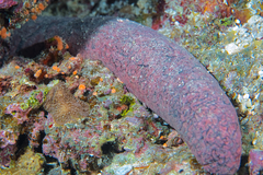 Holothuria edulis