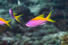 Mirolabrichthys evansi