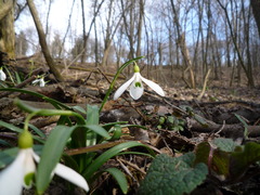 Galanthus lagodechianus