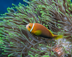 Amphiprion nigripes