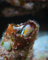 Plagiotremus goslinei