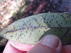 Euthoracaphis umbellulariae