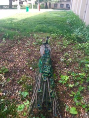 Pavo cristatus