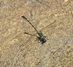 Hemigomphus theischingeri