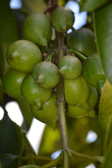 Garcinia