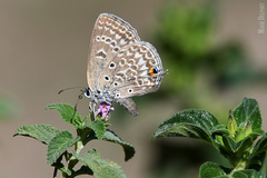 Lepidochrysops patricia