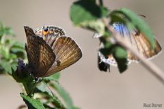 Lepidochrysops patricia
