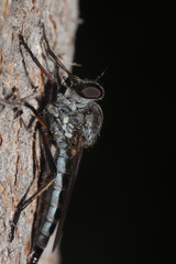 Cerdistus varimystaceus