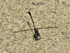 Hemigomphus theischingeri