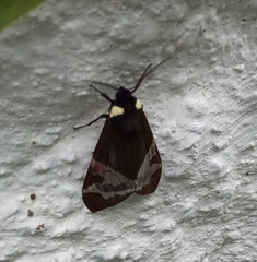 Lepidoptera
