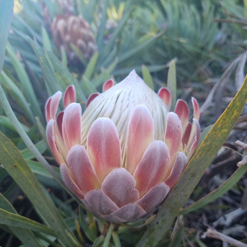 Protea nitida × scorzonerifolia