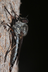 Cerdistus varimystaceus